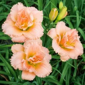 Лілейник Siloam Double Success фото