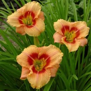 Лілейник Buffys Doll фото