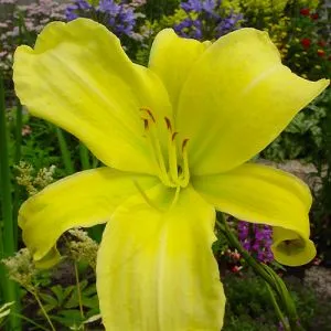 Лілейник Citrina фото