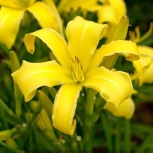 Лілейник Lemon Madeline фото