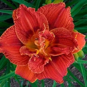Лілейник Paprika Flame фото