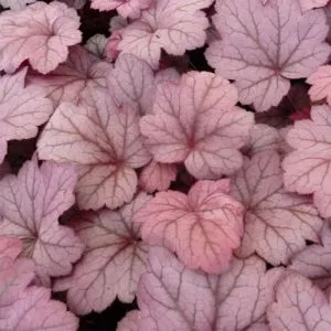 Гейхера Georgia Plum фото