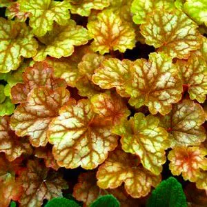 Гейхера Ginger Ale фото