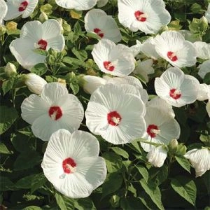 Гібіскус садовий Luna White фото