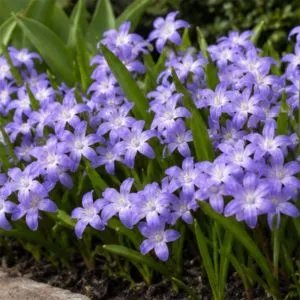 Хіонодокса Violet Beauty 5/6 фото