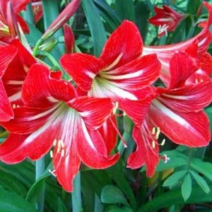 Амариліc Red Fire  фото