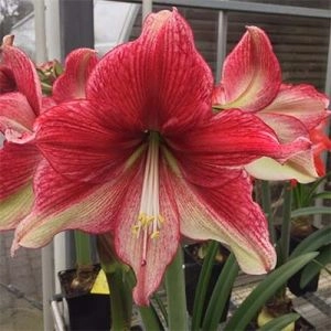 Амариліc Tosca фото