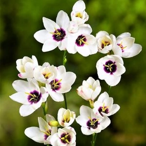 Іксія Hogarth фото