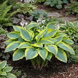 Хоста Alvatine Taylor фото