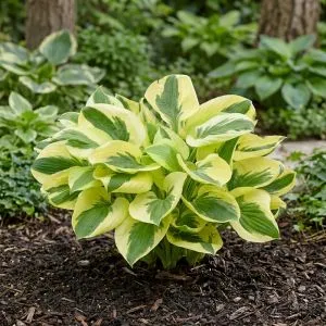 Хоста Brim Cup фото
