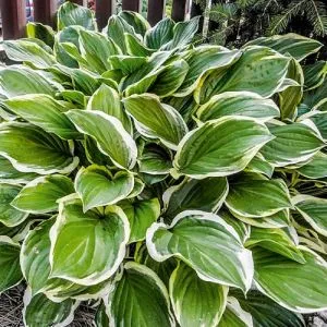 Хоста Green White (Грін Вайт) фото