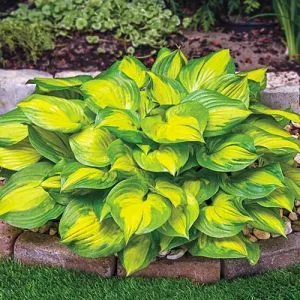 Хоста Green Yellow (Грін Єллоу) фото