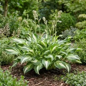 Хоста Undulata Mediovariegata фото