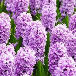 Гіацинт Splendid Cornelia фото