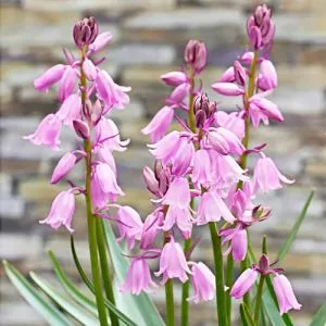 Гіацинтоїдес Rose Queen фото