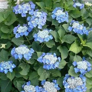 Гортензія Blue Sky фото