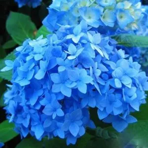 Гортензія Nikko Blue фото