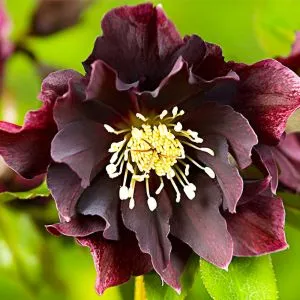 Морозник Purple Double фото