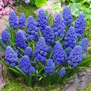 Мускарі Blue Spike фото