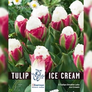 Тюльпан Ice Cream (Брендові цибулини KAPITEYN®) фото