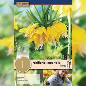 Фрітіларія Imperialis Lutea (Брендові цибулини KAPITEYN®) фото