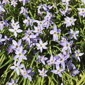 Іфейон Uniflorum фото