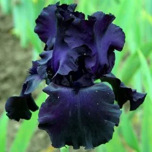 Ірис Black Tie Affair фото