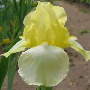Ірис Blessed Again фото