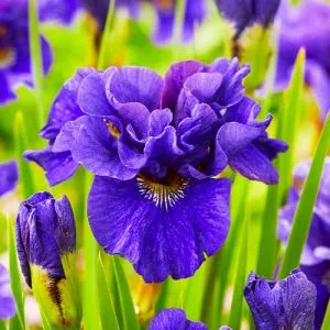 Ірис Sibirica Concord Crush фото