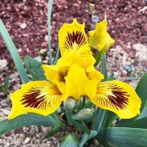 Ірис Pumila Eye Bright фото