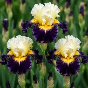 Ірис Flash Of Brilliance фото