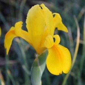 Ірис Golden Beauty фото