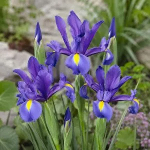 Ірис Hollandica Discovery Purple фото
