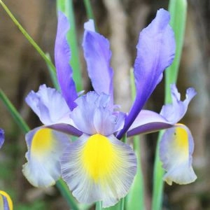 Ірис Hollandica Mystic Beauty фото