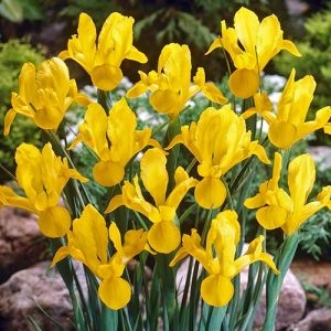 Ірис Hollandica Yellow фото