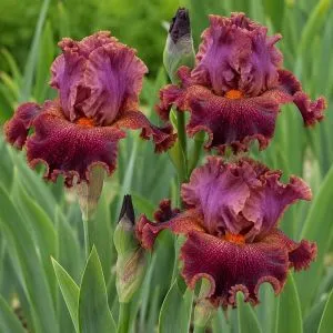 Ірис Intermedia Domaine фото