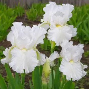 Ірис Intermedia Frosty Elegance фото
