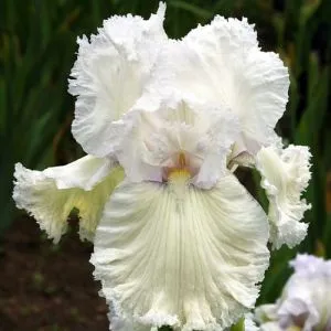 Ірис Lace Cotton фото
