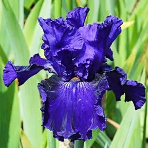 Ірис Lachlan Macquarie фото