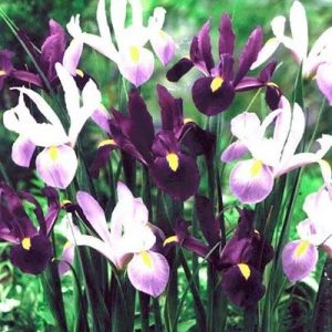 Ірис Hollandica Purple Lavender Mix фото