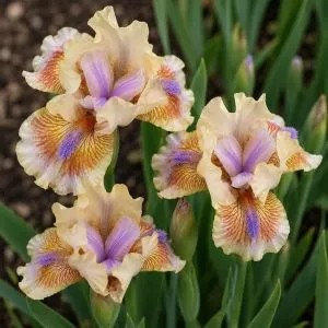 Ірис Pumila Antsy фото