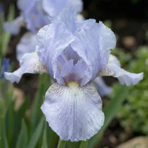 Ірис Pumila Blue Bauble фото