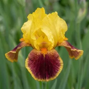 Ірис Pumila Bright фото