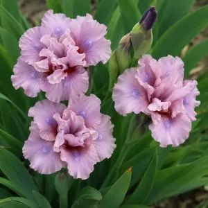 Ірис Pumila Cherry Blush фото