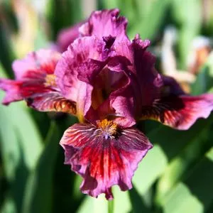 Ірис Pumila Fancy Sparkler фото