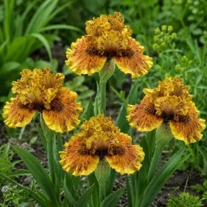 Ірис Pumila Gorobenia фото