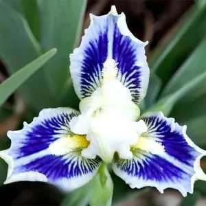 Ірис Pumila Twinkle Little Star фото