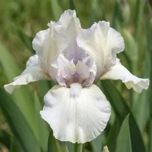 Ірис Pumila White Bow Tie фото