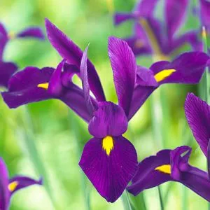 Ірис Hollandica Purple Sensation (Сильний аромат) фото