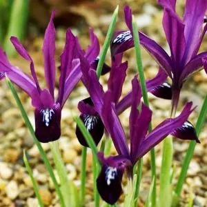 Ірис Reticulata Pauline 100 шт/уп фото